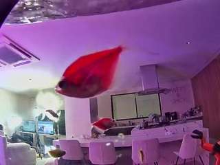 voyeurcam casa salsa fishtank